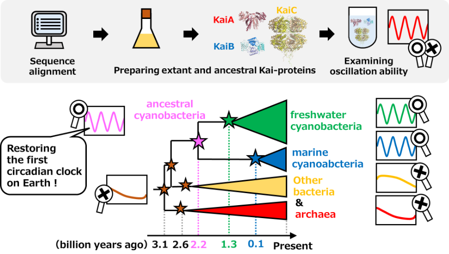 Molecular evolution of Kai-protein oscillator over 3 billion years.