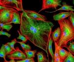 Researchers create 3D fluorescence and phase imaging of living cells based on digital holography