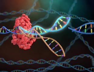 Study shows how genetic variability may shape mathematical performance in children